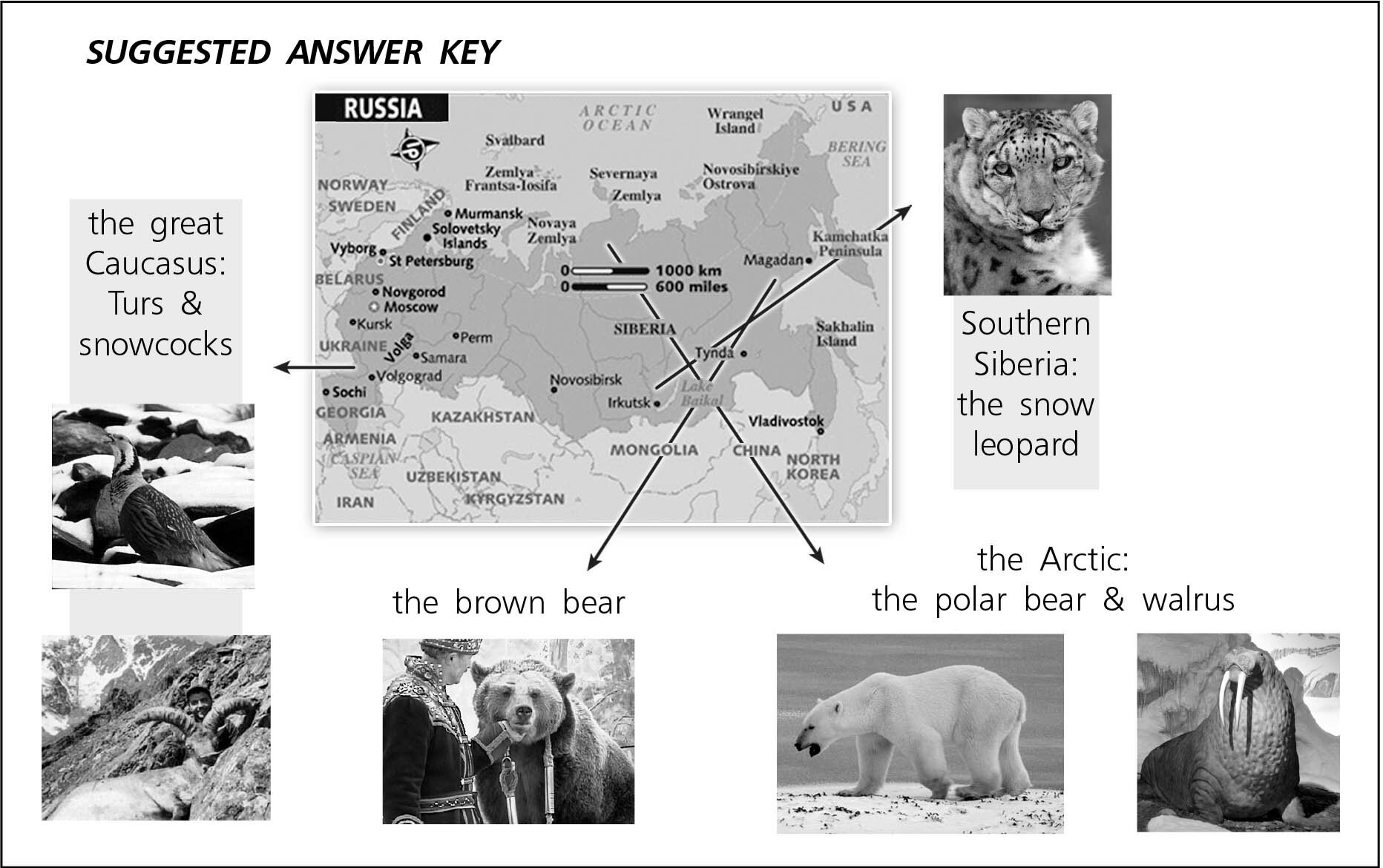 Portfolio make a poster draw. Portfolio make a poster draw a Map of your Country find pictures of animals from your Country гдз. Portfolio make a poster draw a Map of your Country find pictures of animals from your Country Россия. Portfolio:make a poster. Find pictures of animals from your Country. Label the pic pictures. Spotlight 10 класс Polar Bear.